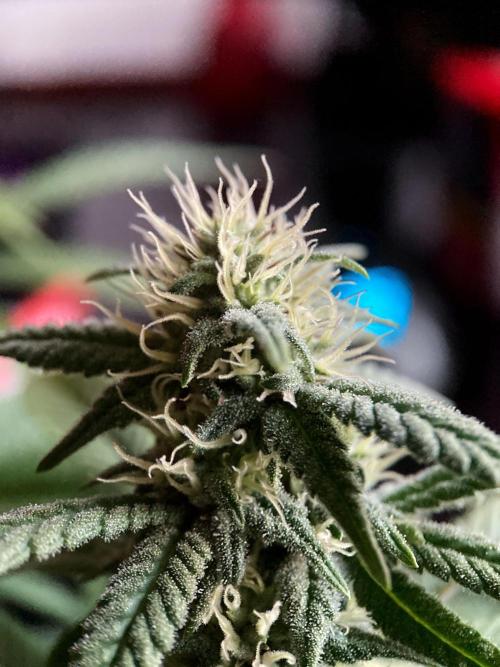 3M ⭕ Panama Red II. Week 11