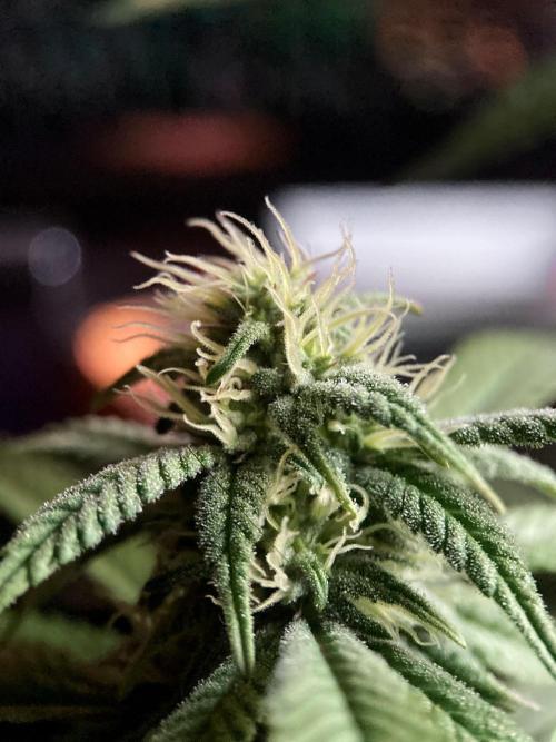 3M ⭕ Panama Red II. Week 11