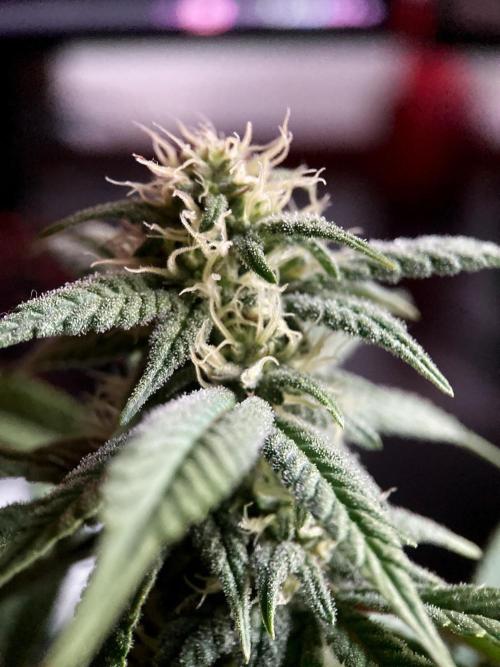 3M ⭕ Panama Red II. Week 11