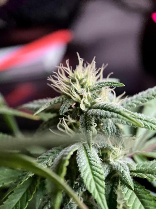 3M ⭕ Panama Red II. Week 11