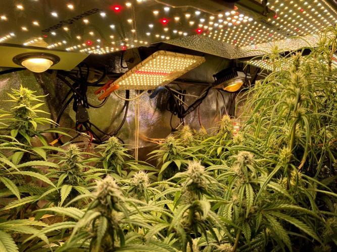 3M ⭕ Panama Red II. Week 11