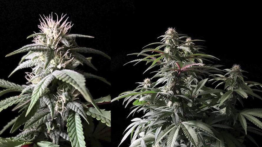 3M ⭕ Panama Red II