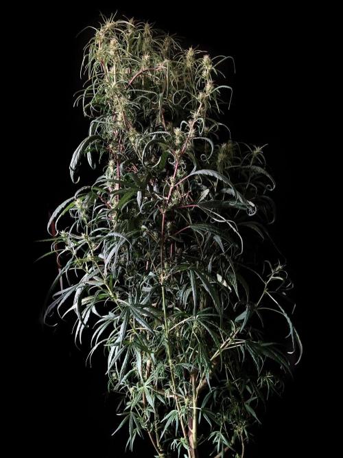 3M 🐵 Congo & x. Week 11