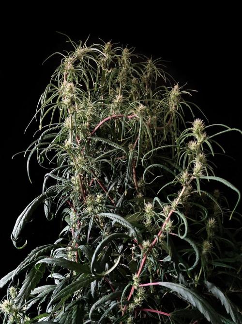 3M 🐵 Congo & x. Week 11