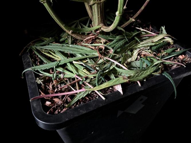 3M 🐵 Congo & x. Week 11 - Sacred Mulch