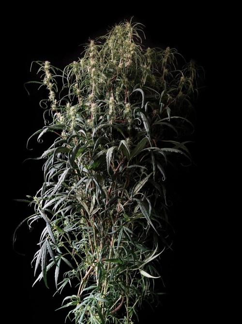 3M 🐵 Congo & x. Week 11