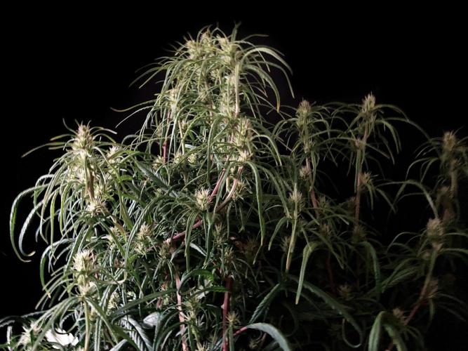 3M 🐵 Congo & x. Week 11