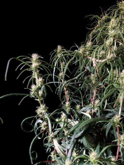 3M 🐵 Congo & x. Week 11