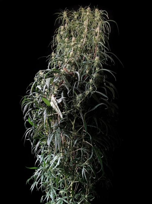 3M 🐵 Congo & x. Week 11