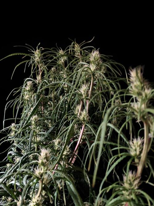 3M 🐵 Congo & x. Week 11