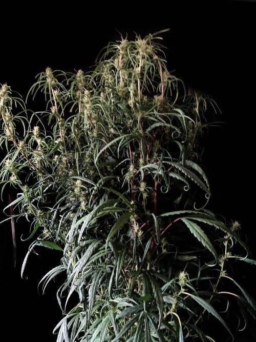 3M 🐵 Congo & x. Week 11