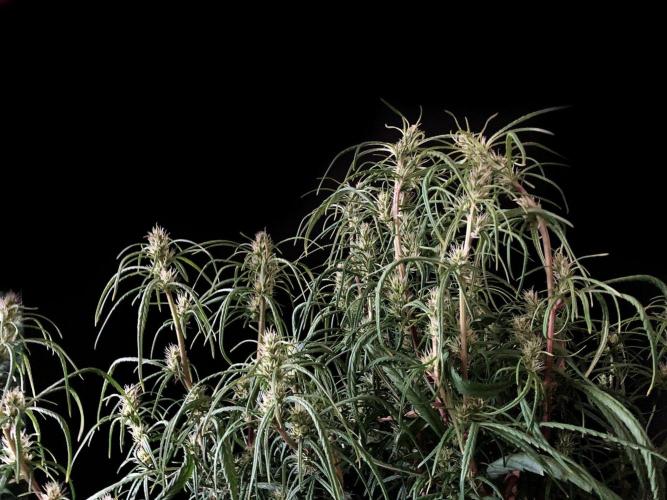 3M 🐵 Congo & x. Week 11