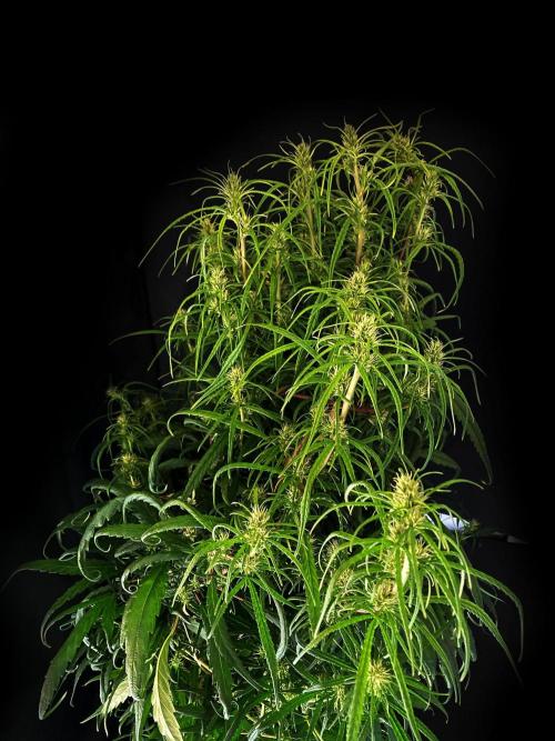 3M 🐵 Congo & x. Week 11