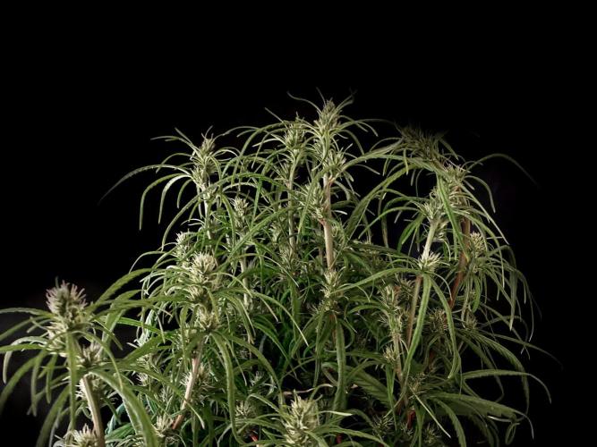 3M 🐵 Congo & x. Week 11