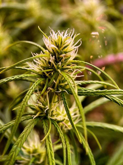 3M 🐵 Congo & x. Week 11