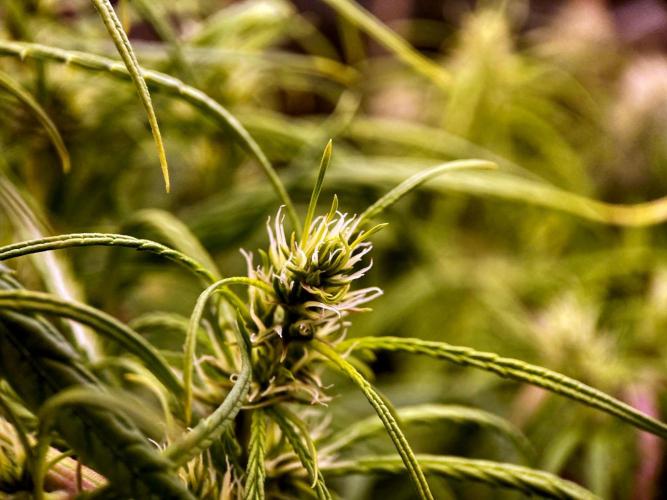 3M 🐵 Congo & x. Week 11