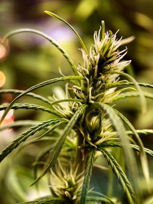 3M 🐵 Congo & x. Week 11