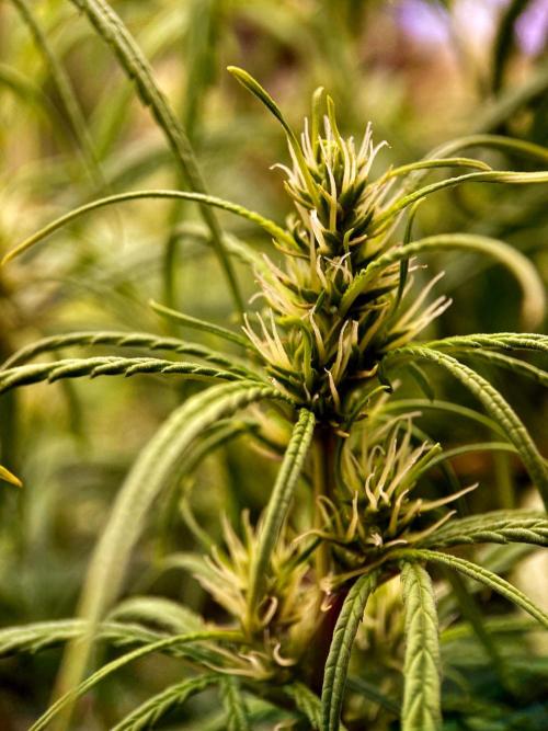 3M 🐵 Congo & x. Week 11