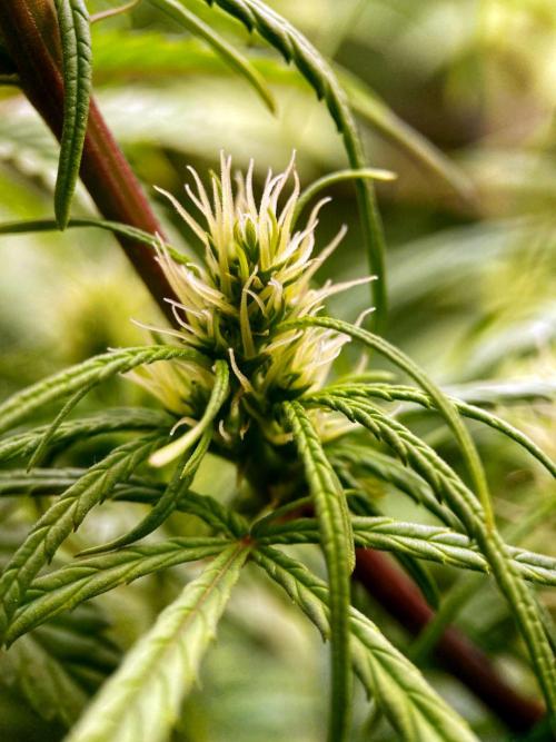 3M 🐵 Congo & x. Week 11