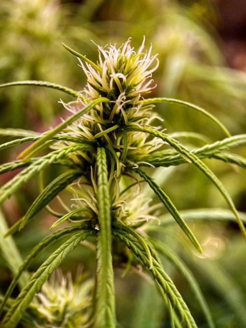 3M 🐵 Congo & x. Week 11