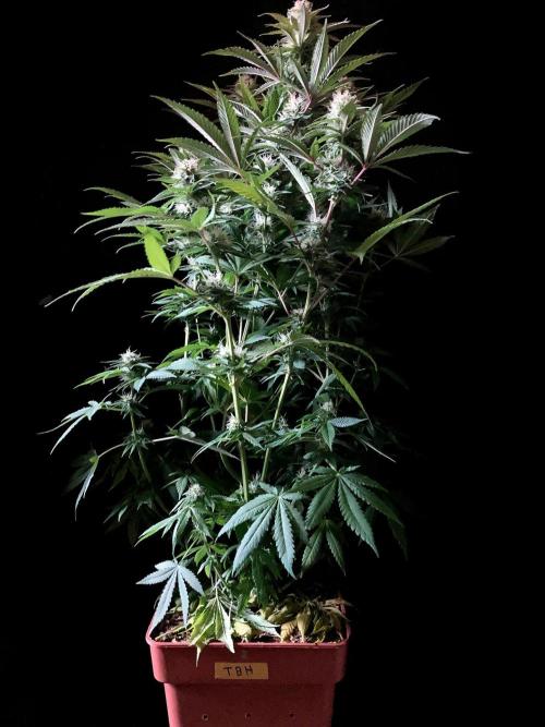 3M 🔥 Txerri Bilbo Haze. Week 11