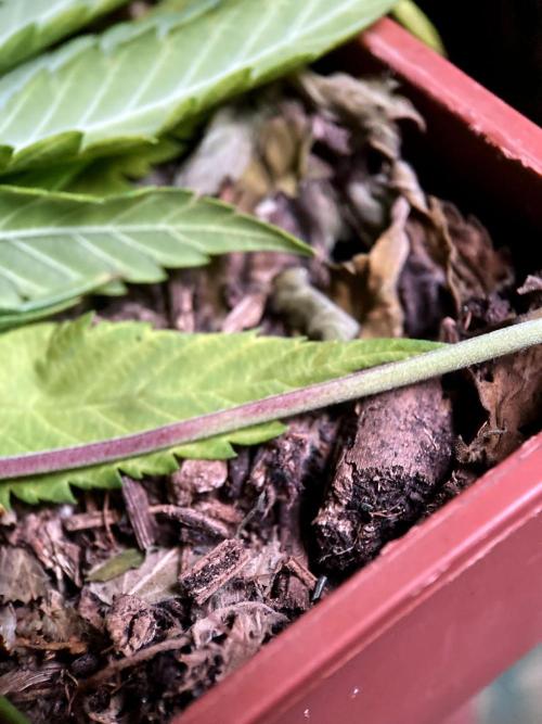 3M 🔥 Txerri Bilbo Haze. Week 11 - Sacred Mulch