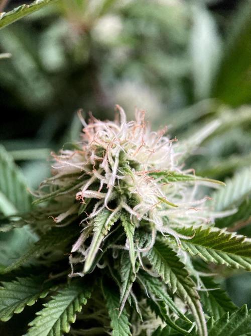 3M 🔥 Txerri Bilbo Haze. Week 11