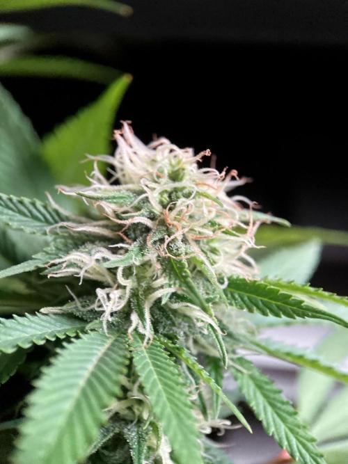 3M 🔥 Txerri Bilbo Haze. Week 11