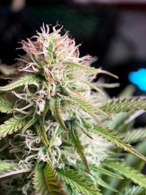 3M 🔥 Txerri Bilbo Haze. Week 11