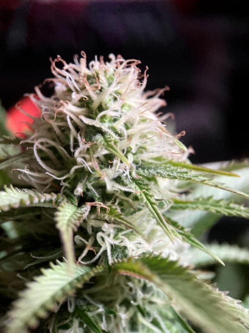 3M 🔥 Txerri Bilbo Haze. Week 11