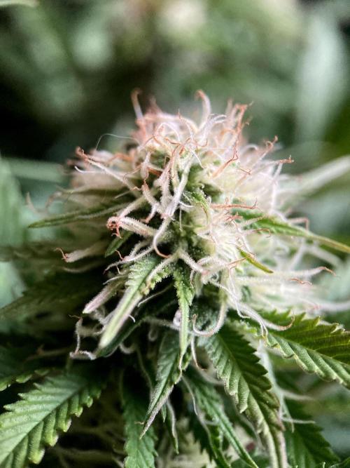 3M 🔥 Txerri Bilbo Haze. Week 11