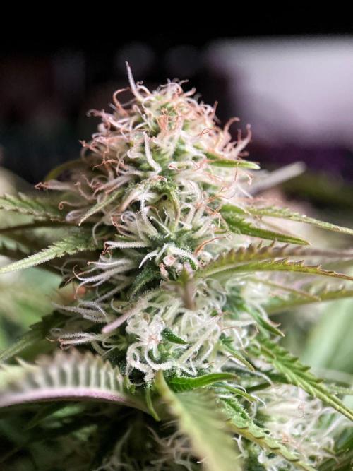 3M 🔥 Txerri Bilbo Haze. Week 11