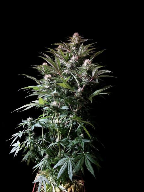 3M 🔥 Txerri Bilbo Haze. Week 11