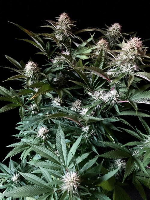 3M 🔥 Txerri Bilbo Haze. Week 11