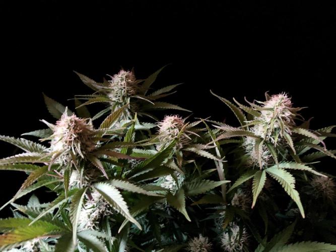 3M 🔥 Txerri Bilbo Haze. Week 11