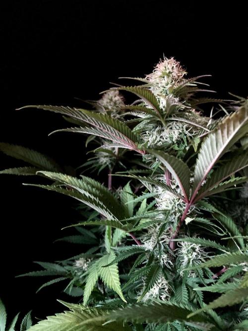 3M 🔥 Txerri Bilbo Haze. Week 11