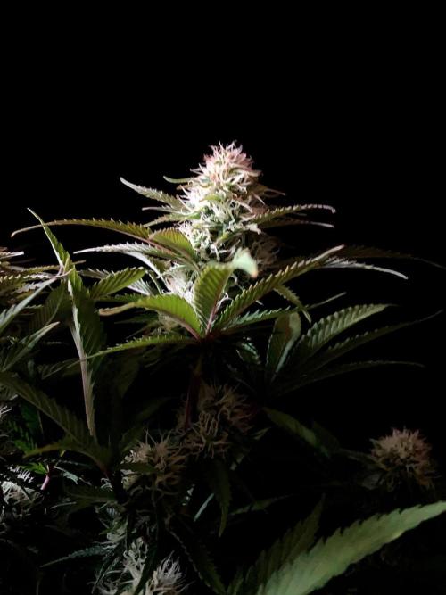 3M 🔥 Txerri Bilbo Haze. Week 11