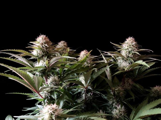 3M 🔥 Txerri Bilbo Haze. Week 11