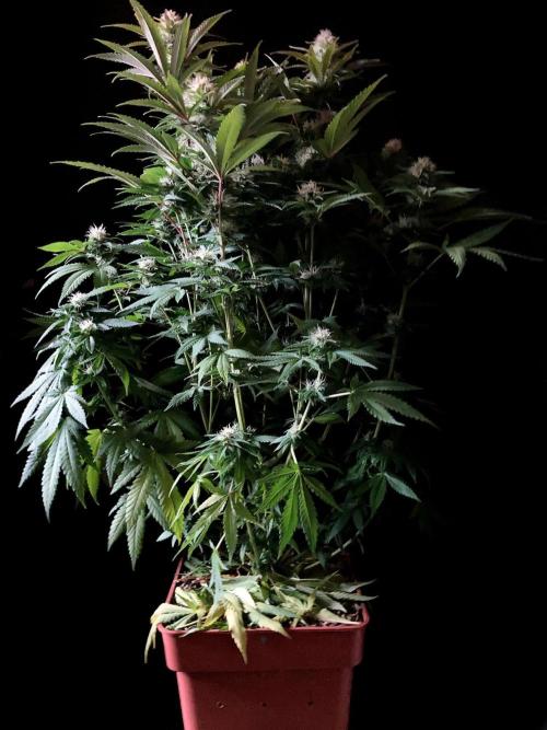 3M 🔥 Txerri Bilbo Haze. Week 11