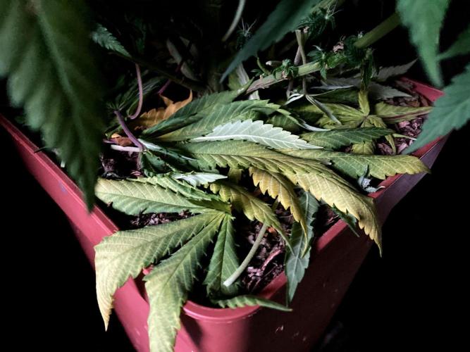 3M 🔥 Txerri Bilbo Haze. Week 11