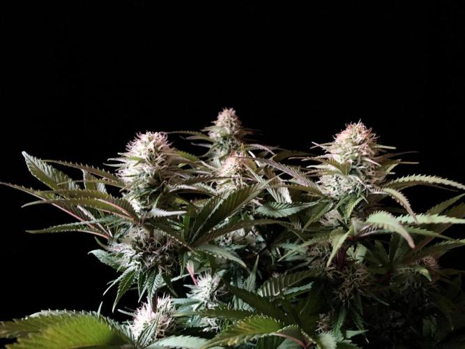 3M 🔥 Txerri Bilbo Haze. Week 11