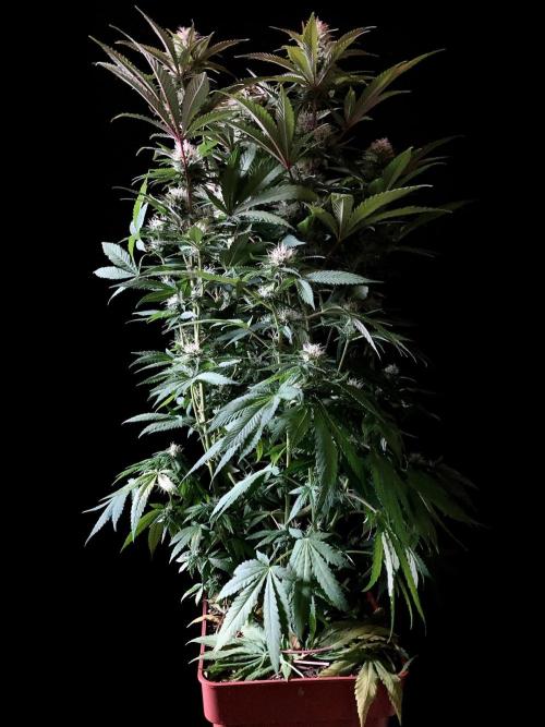 3M 🔥 Txerri Bilbo Haze. Week 11