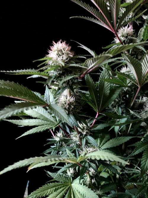 3M 🔥 Txerri Bilbo Haze. Week 11