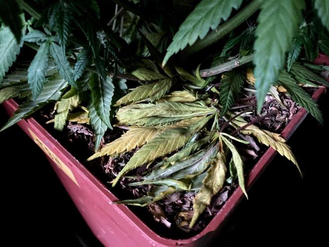 3M 🔥 Txerri Bilbo Haze. Week 11