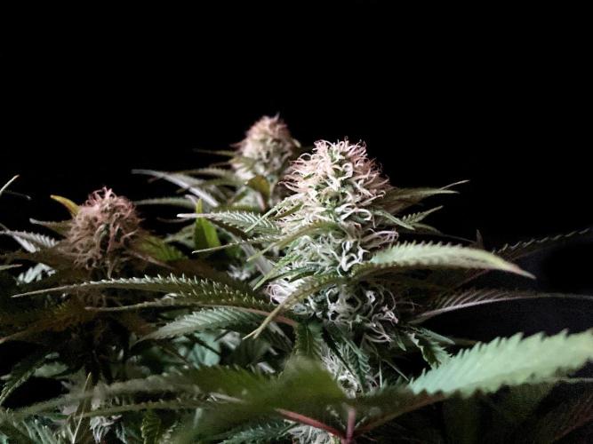 3M 🔥 Txerri Bilbo Haze. Week 11