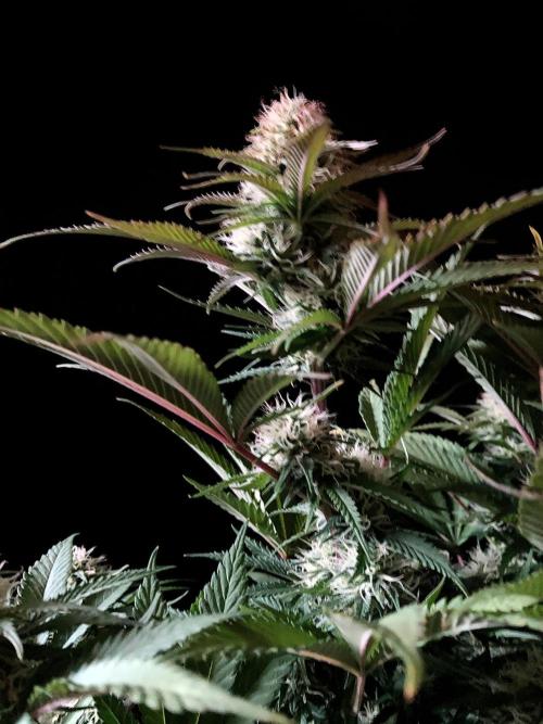 3M 🔥 Txerri Bilbo Haze. Week 11