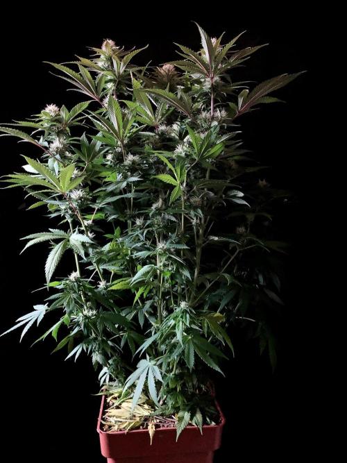 3M 🔥 Txerri Bilbo Haze. Week 11