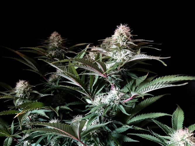 3M 🔥 Txerri Bilbo Haze. Week 11