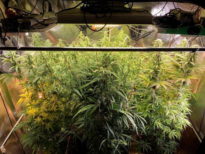 3M 🔥 Txerri Bilbo Haze. Week 11 - The home