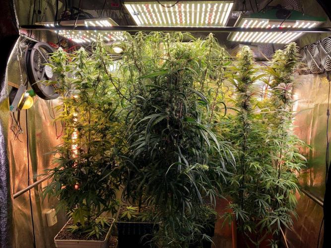 3M 🔥 Txerri Bilbo Haze. Week 11 - The sky